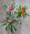 6" Bromeliad Neoregelia Assortment